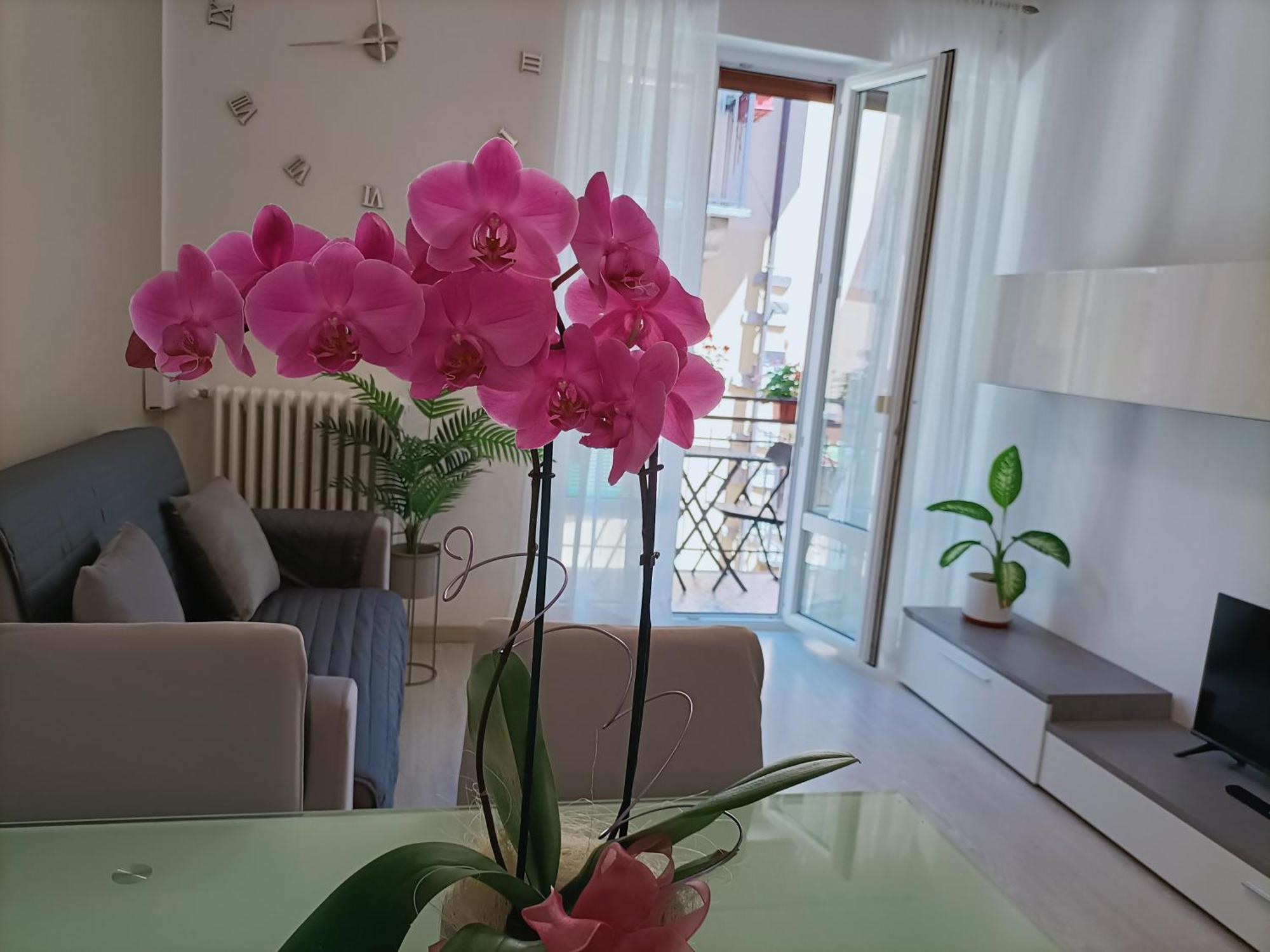 Apartment Jessy Baveno Exterior foto